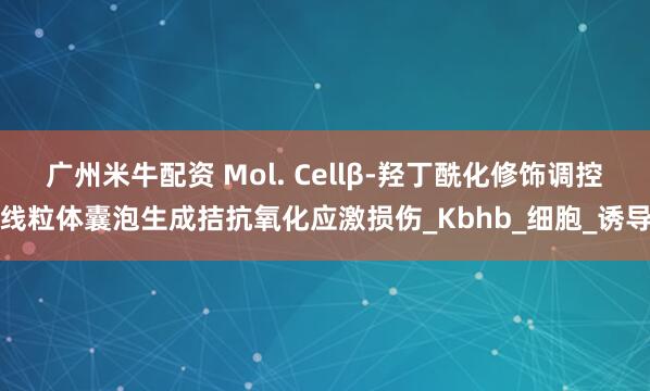 广州米牛配资 Mol. Cellβ-羟丁酰化修饰调控线粒体囊泡生成拮抗氧化应激损伤_Kbhb_细胞_诱导
